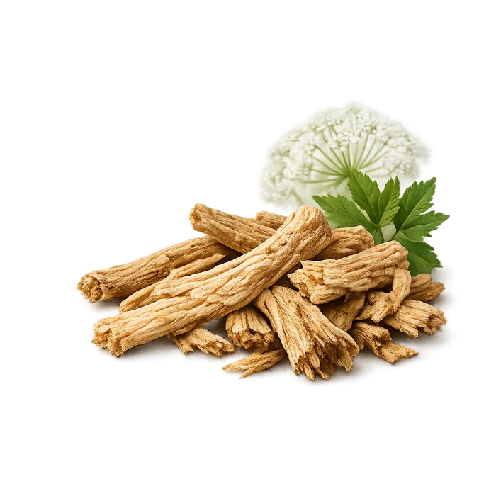 Angelica Root