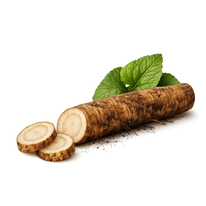 Burdock Root